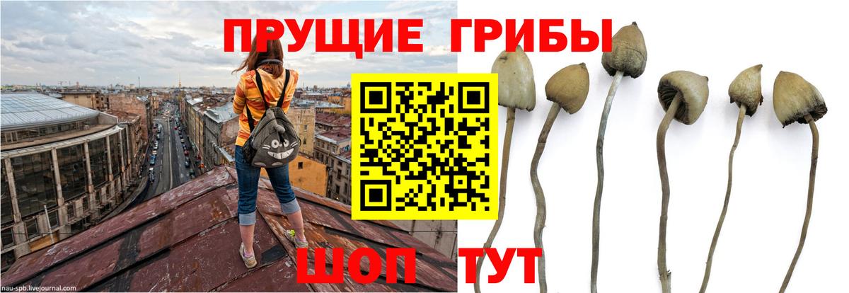 Галлюциногенные грибы Psilocybine cubensis  Вход с VPN  Топки 